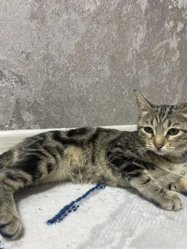 Кошка девочка бенгальская отдадим даром 4 Кошка девочка бенгальская отдадим даром 4