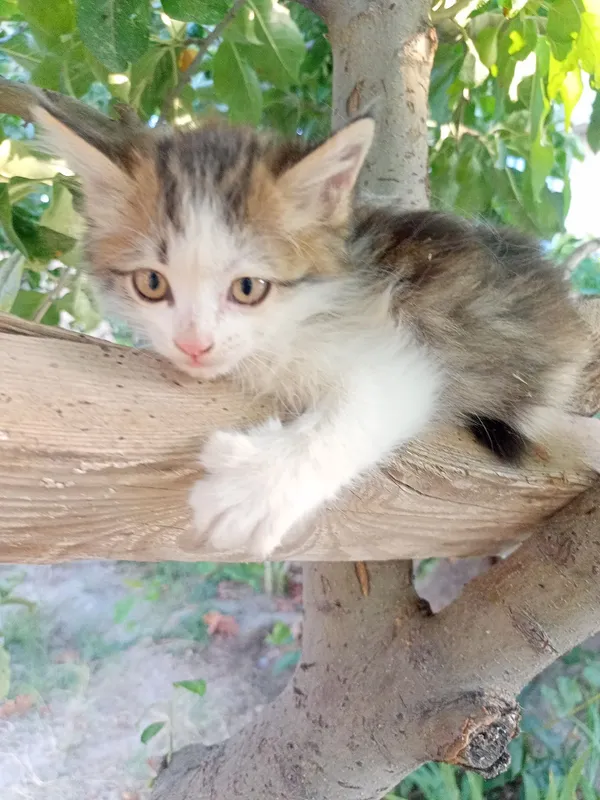 Котята 2 месяца, пушистые 5 Котята 2 месяца, пушистые 5