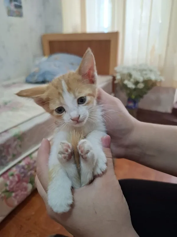 Отдам котят в добрые руки 4 Отдам котят в добрые руки 4
