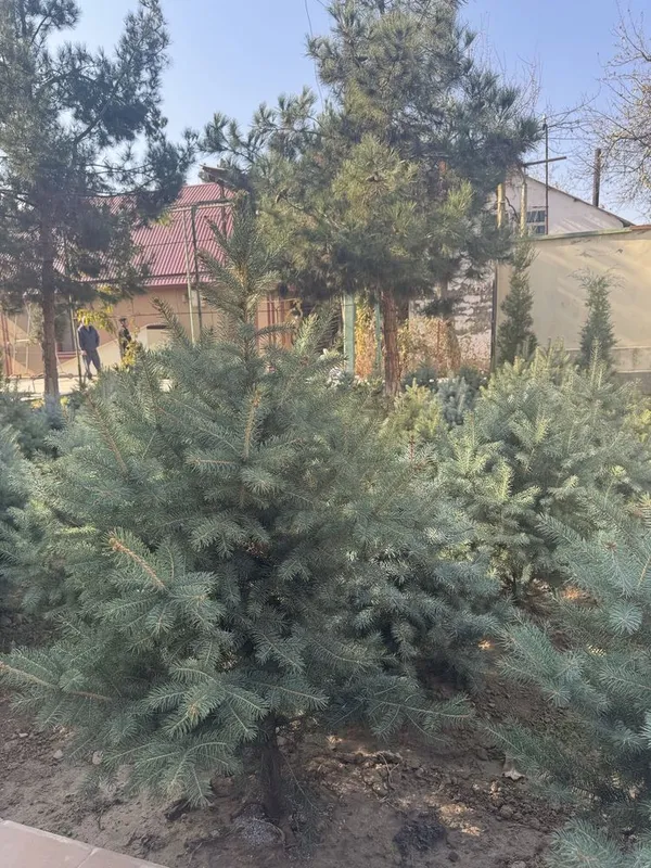 Продаются голубые ели — фото 6