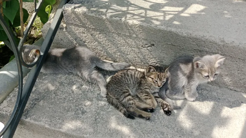 отдам в хорошие руки 1