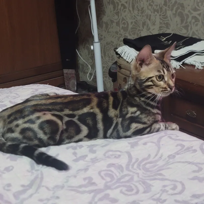 бенгальский котят от2 до 6 месячний.родословный 4