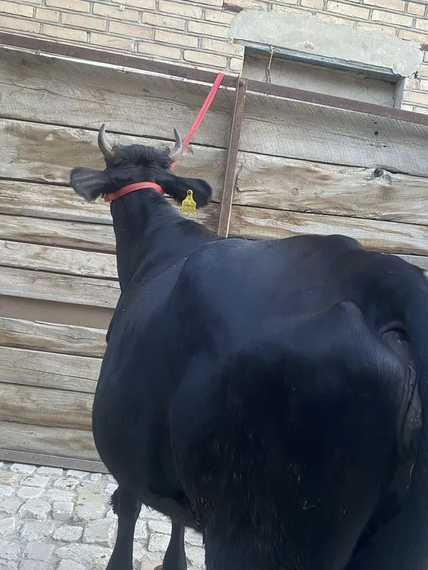 Bugoz sigir sotiladi 3