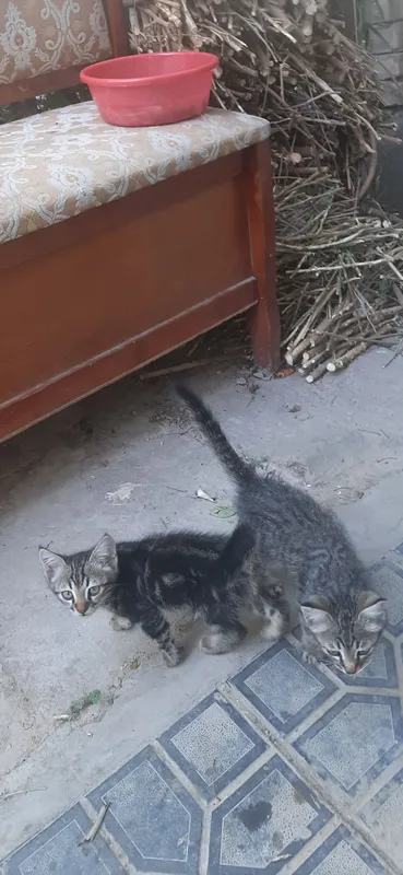 Продаётся котята 3