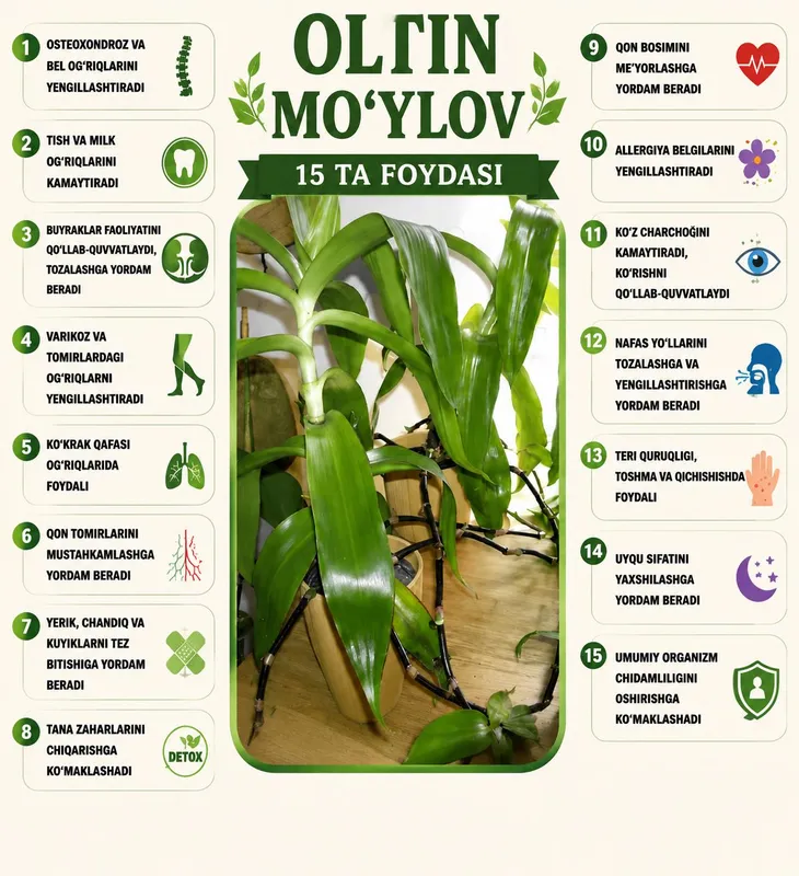 OLTIN MO‘YLOV-SOG‘LOM HAYOT UCHUN TABIIY TANLOV — фото 2