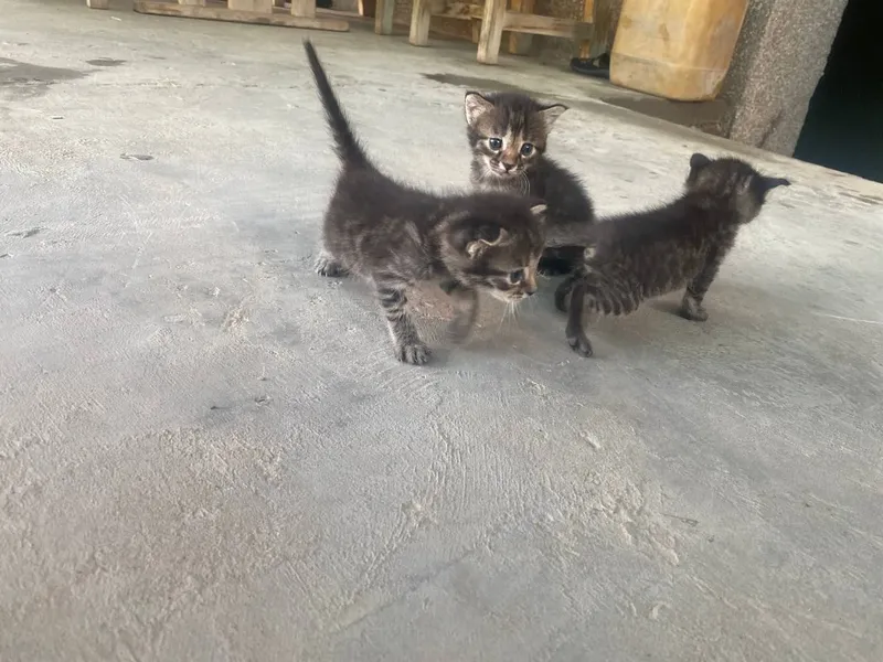 котята (породистые).. 2 котята (породистые).. 2