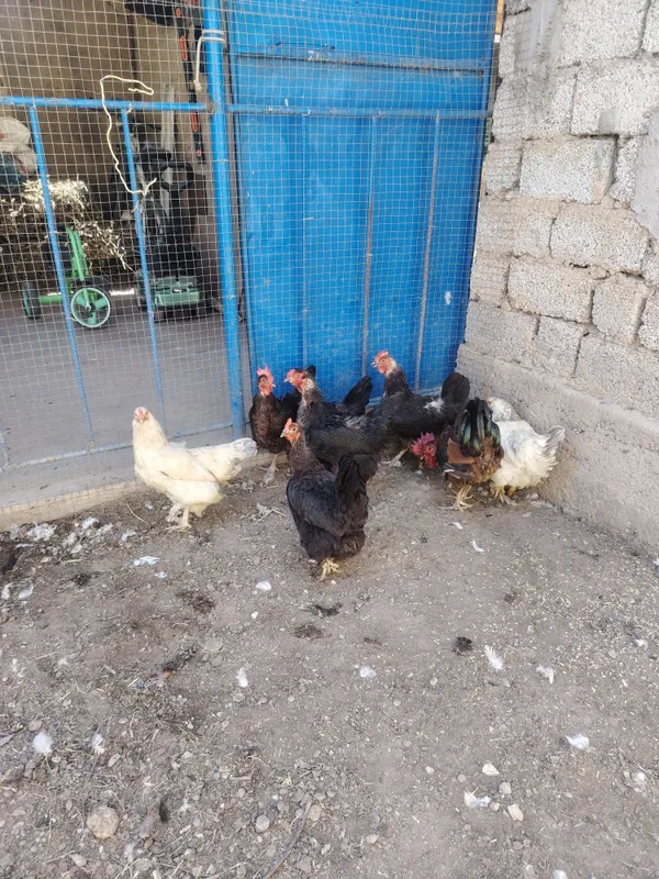 Tovuqlar damashni 3