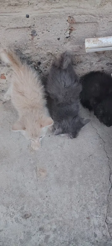 Bepul mushuk 29-iyunda 2 oylik boladi ovqat yiydi — фото 1