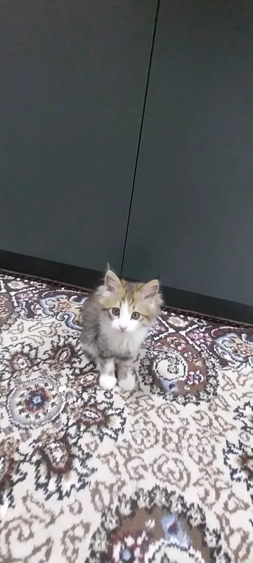Mushuk bolasi xadyaga Mushuk bolasi xadyaga
