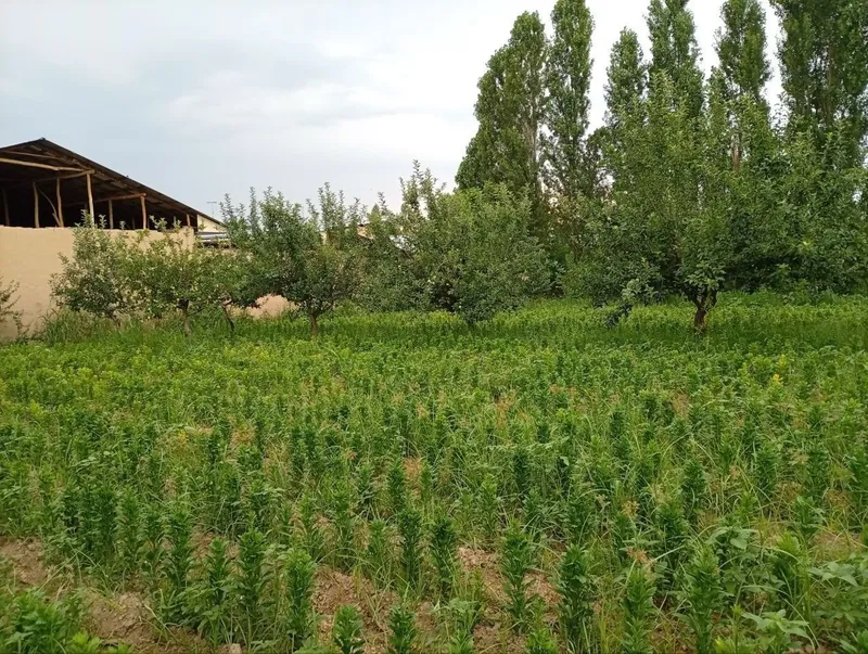 Qibray tumani Otkir MFY baxor 2tor kochasi quruq yer sotiladi 8 sotik 3 Qibray tumani Otkir MFY baxor 2tor kochasi quruq yer sotiladi 8 sotik 3