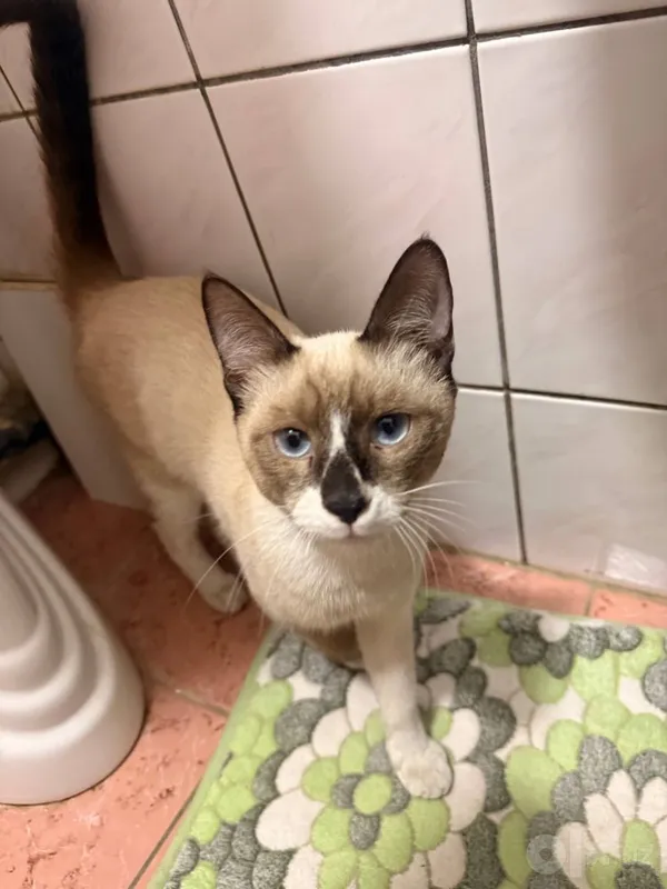 Котик ищет дом срочно 3 Котик ищет дом срочно 3
