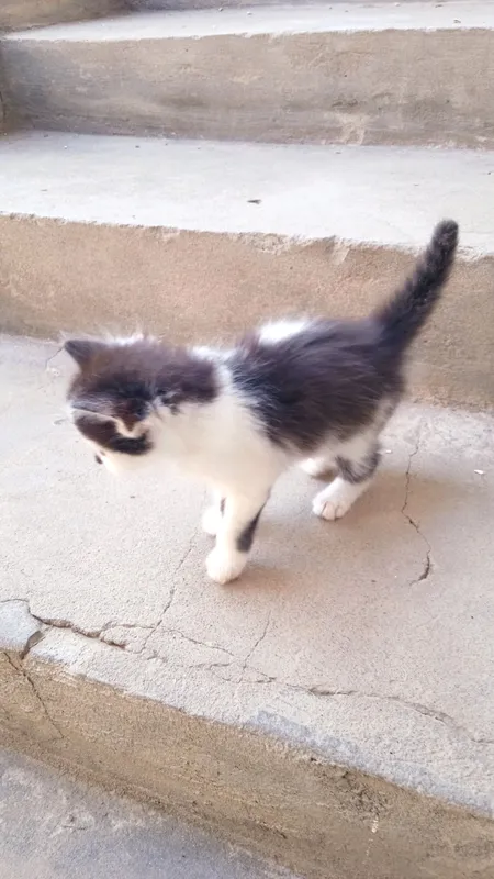 котята, — фото 5 котята, — фото 5
