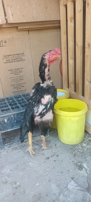 xoroz sotiladi 2