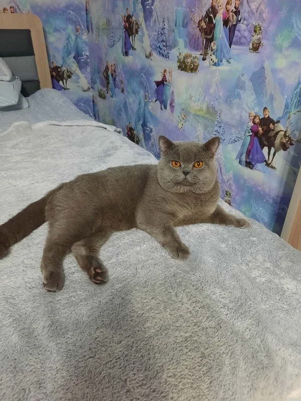 Вязка Чистокровный британский короткошерстный кот — фото 1