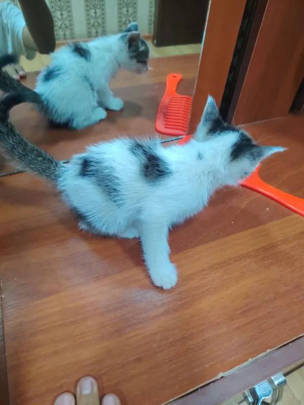 Хорошие котята.. — фото 4