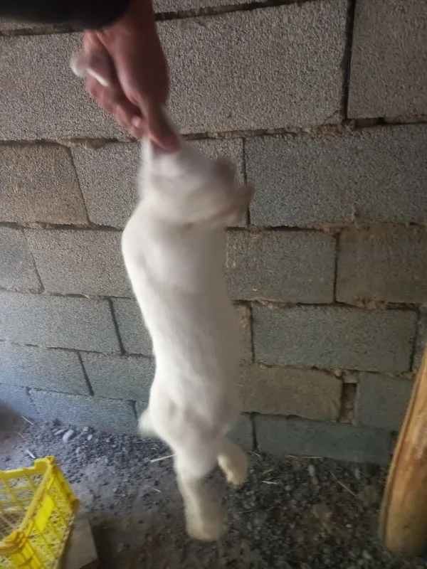 Quyonlar sotiladi 8 Quyonlar sotiladi 8