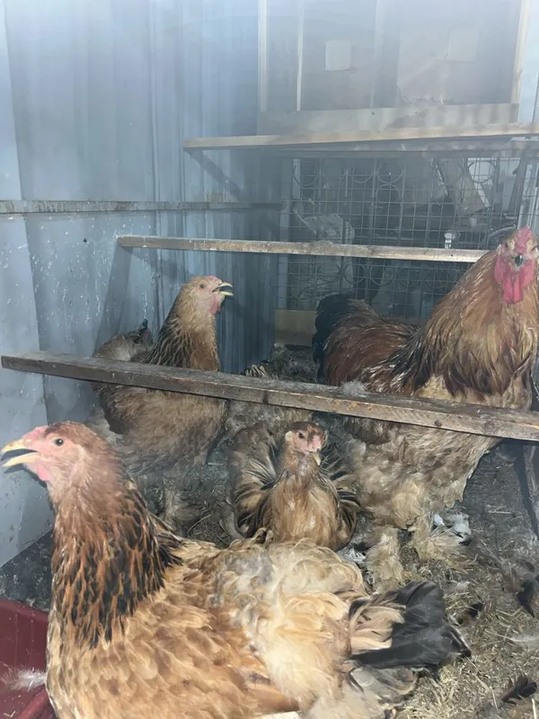 3ta tovuq 1ta xoʻroz (brama) 3ta tovuq 1ta xoʻroz (brama)