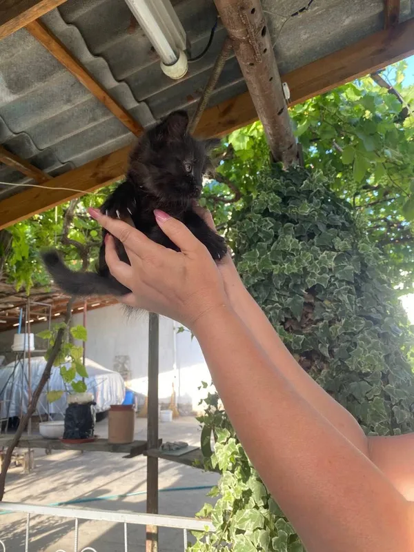 Котята а добрые руки — фото 3