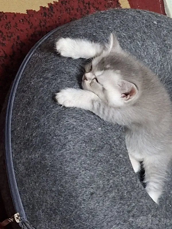 Британский котенок 2 Британский котенок 2