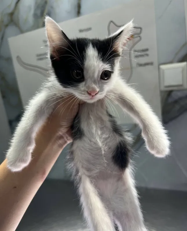 Подарю 2 котят 1 Подарю 2 котят 1