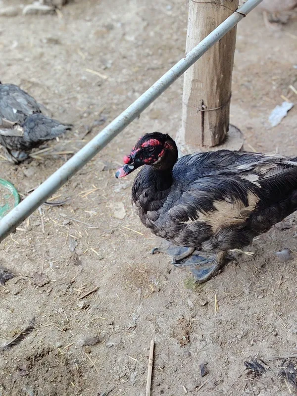 Индоутки мясной породы — фото 3