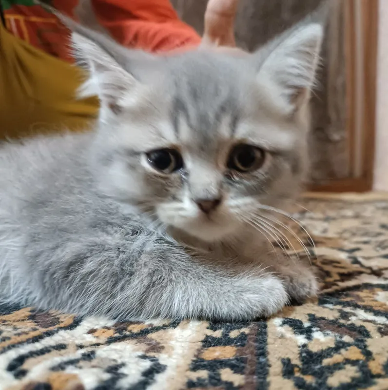 Котята скотиш страйт — фото 6