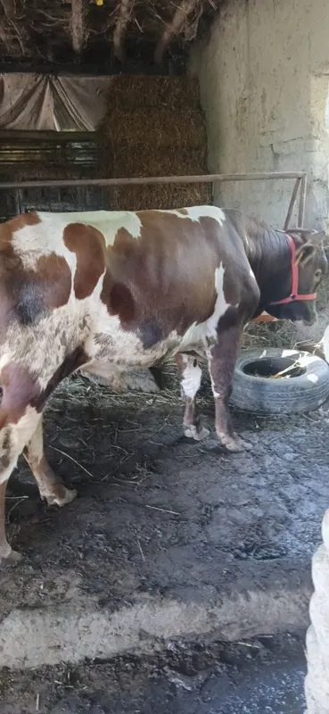 Parodali Buqa sotiladi 25 mln ga