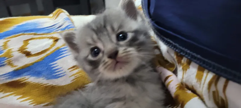 котёнок пароды норвежская лесна — фото 2