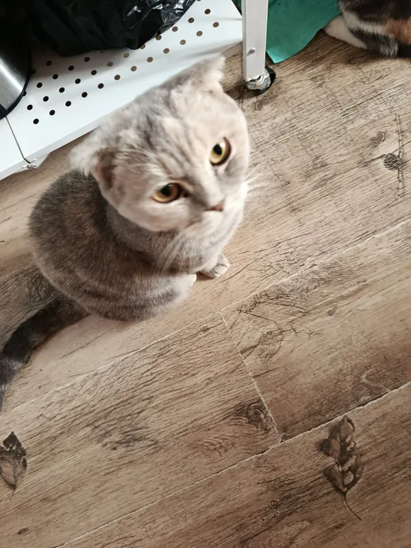 скотиш фолд мушук киз бола 1 скотиш фолд мушук киз бола 1