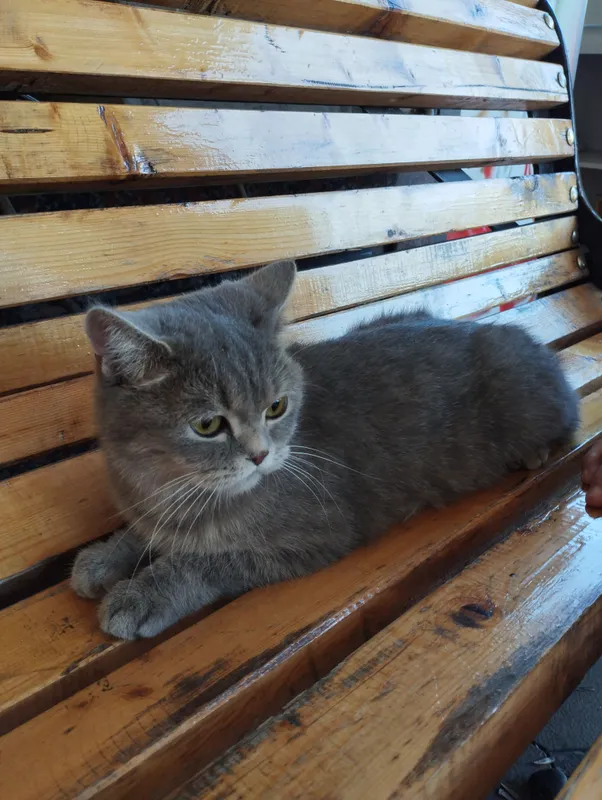 British Shorthair (britan mushugi)