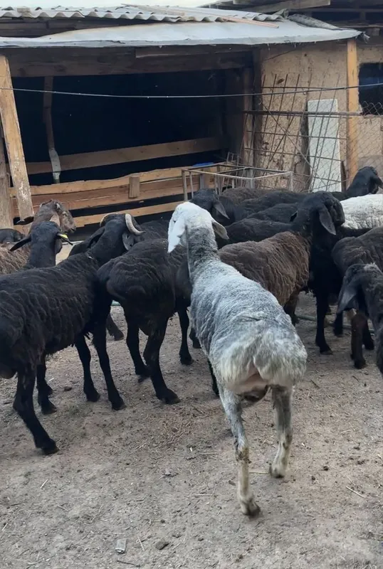 Qurbonlikga qoylar
