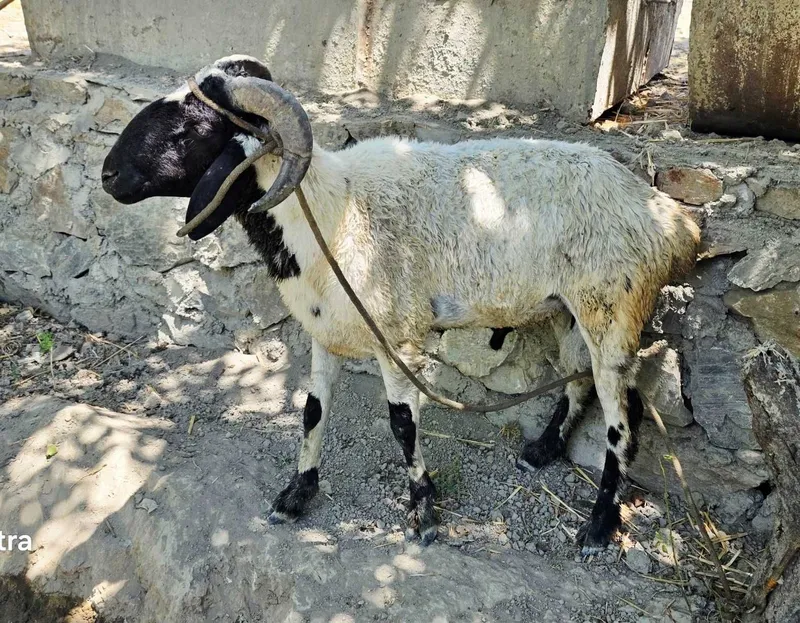 Quchqor sotiladi 1 Quchqor sotiladi 1