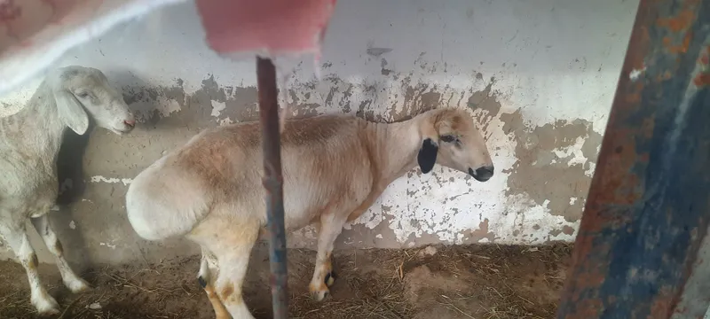 Кучкор...сотилади — фото 1