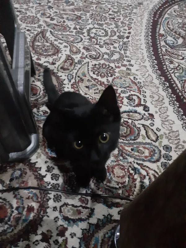 Котёнок 1