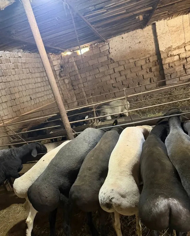 Qochqorlar sotiladi goʻshtin kilosga 140.000 mingdan xizmatlariichda 1 Qochqorlar sotiladi goʻshtin kilosga 140.000 mingdan xizmatlariichda 1
