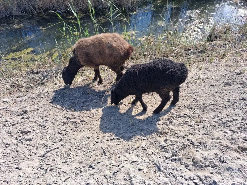 Uyda yaxshi boqilgan qo‘ylar arzon narxlarda sotiladi.Yana kelishiladi — фото 3
