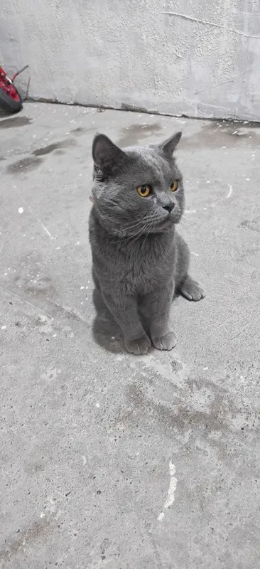 Vyazka qiz mushuklarni taklif qilamiz 3 Vyazka qiz mushuklarni taklif qilamiz 3