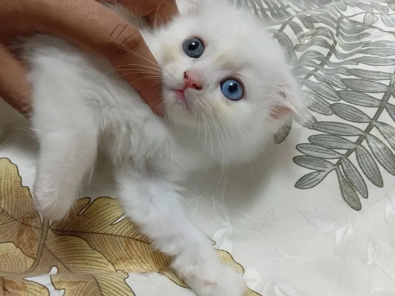 Продаются котята митес, 1,5-месячные, здоровые 2 Продаются котята митес, 1,5-месячные, здоровые 2