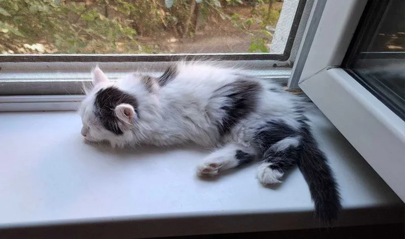 Котенок девочка 2.5 месяца. 2 Котенок девочка 2.5 месяца. 2