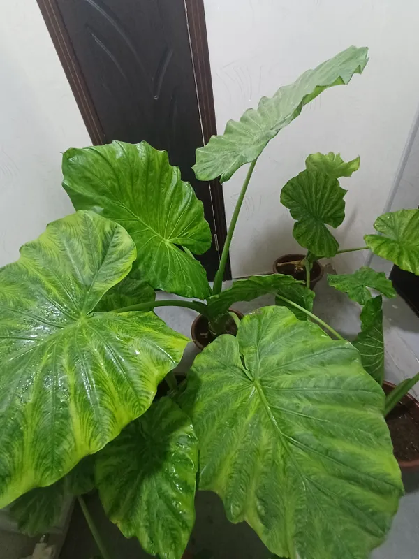 Fil qulogʻi guli 2