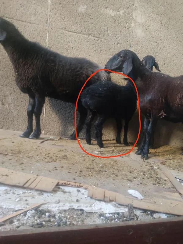 Ona bola quy sotiladi 3