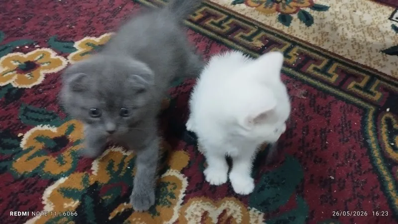 Mushuklar sotiladi emlangan sogʻlom 3 Mushuklar sotiladi emlangan sogʻlom 3
