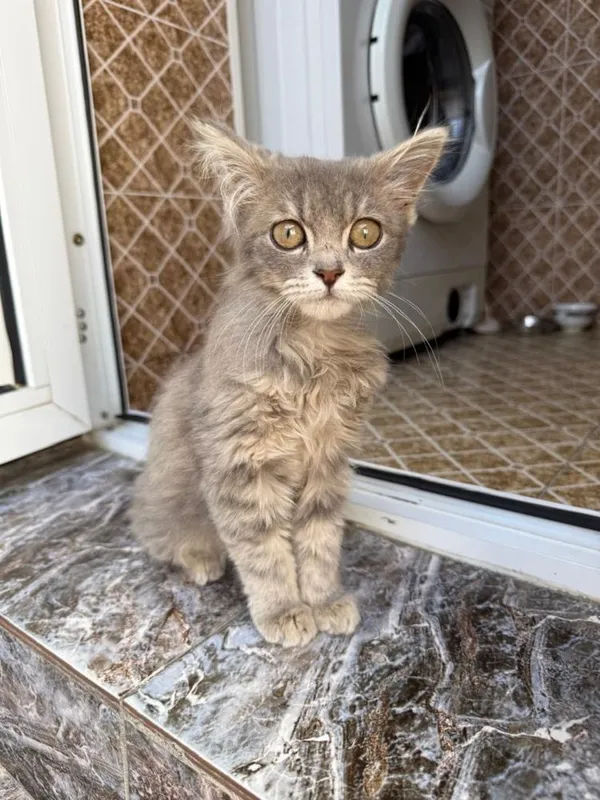 Отдам бесплатно красивого котенка!
