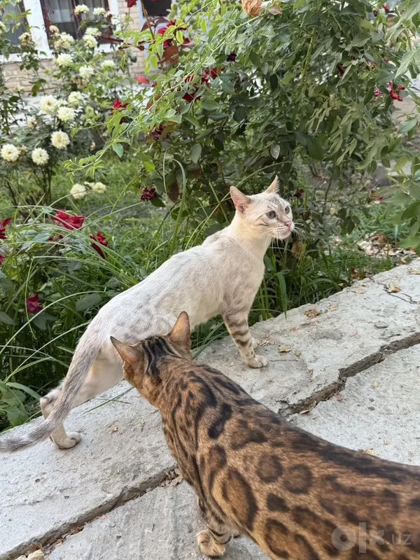 Бенгальская кошка 2 Бенгальская кошка 2