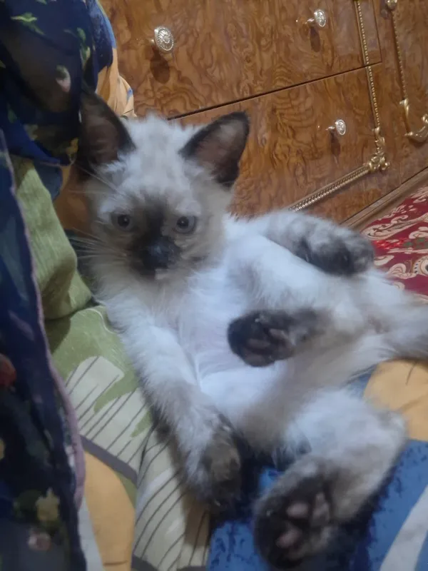 siyam mushukchasi sotiladi qiz bola 3 oylik 3