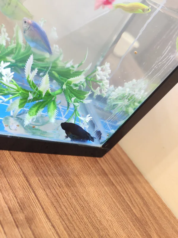 Akvarium va baliqlar 10
