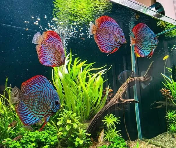 Akvariumlar uchun professional servis | Tozalash | Чистка аквариума