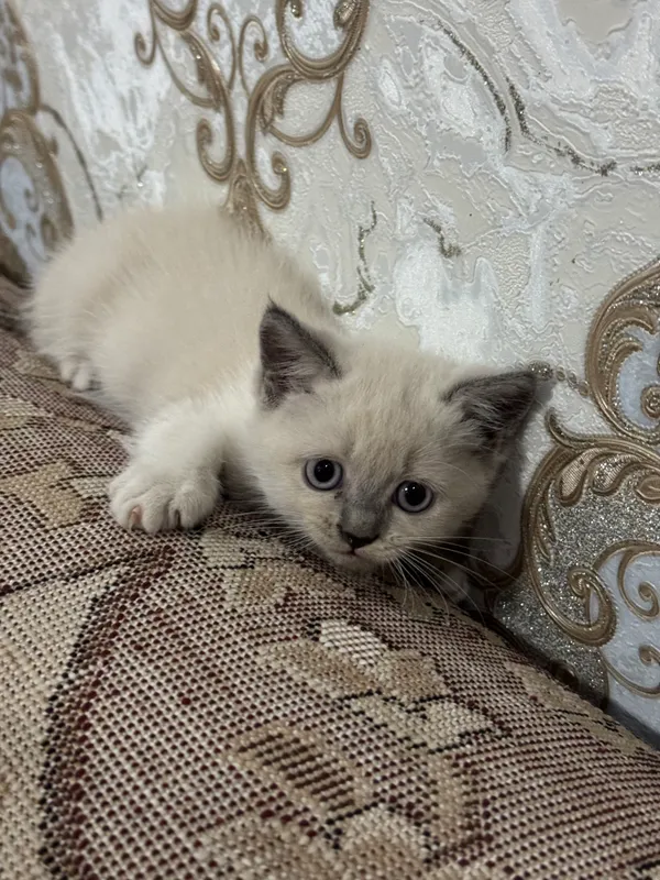 Срочно продаются котята! 1 Срочно продаются котята! 1