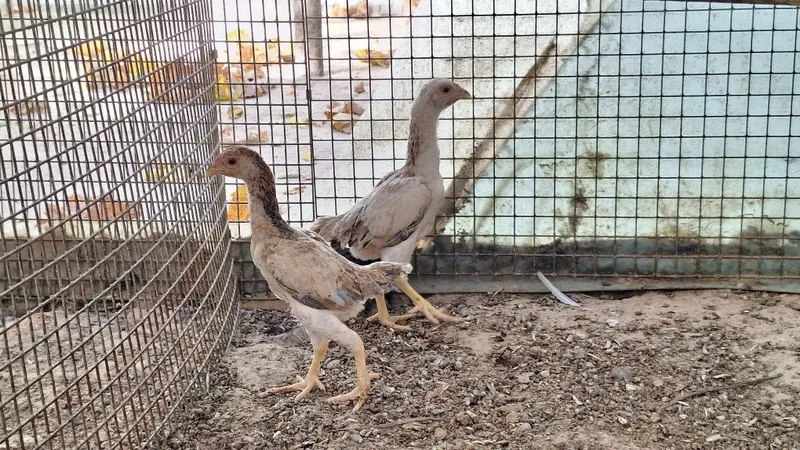 Кошамо товуклари 3