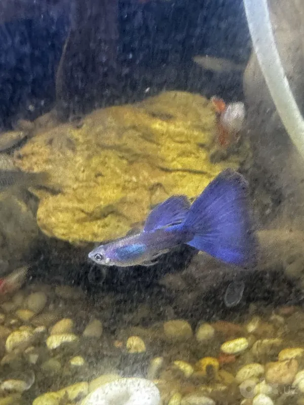 Guppilar sotiladi 1 Guppilar sotiladi 1